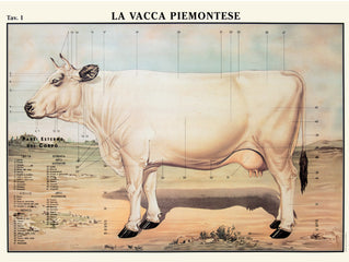Manifesto Vintage - La Vacca piemontese - That's Italia