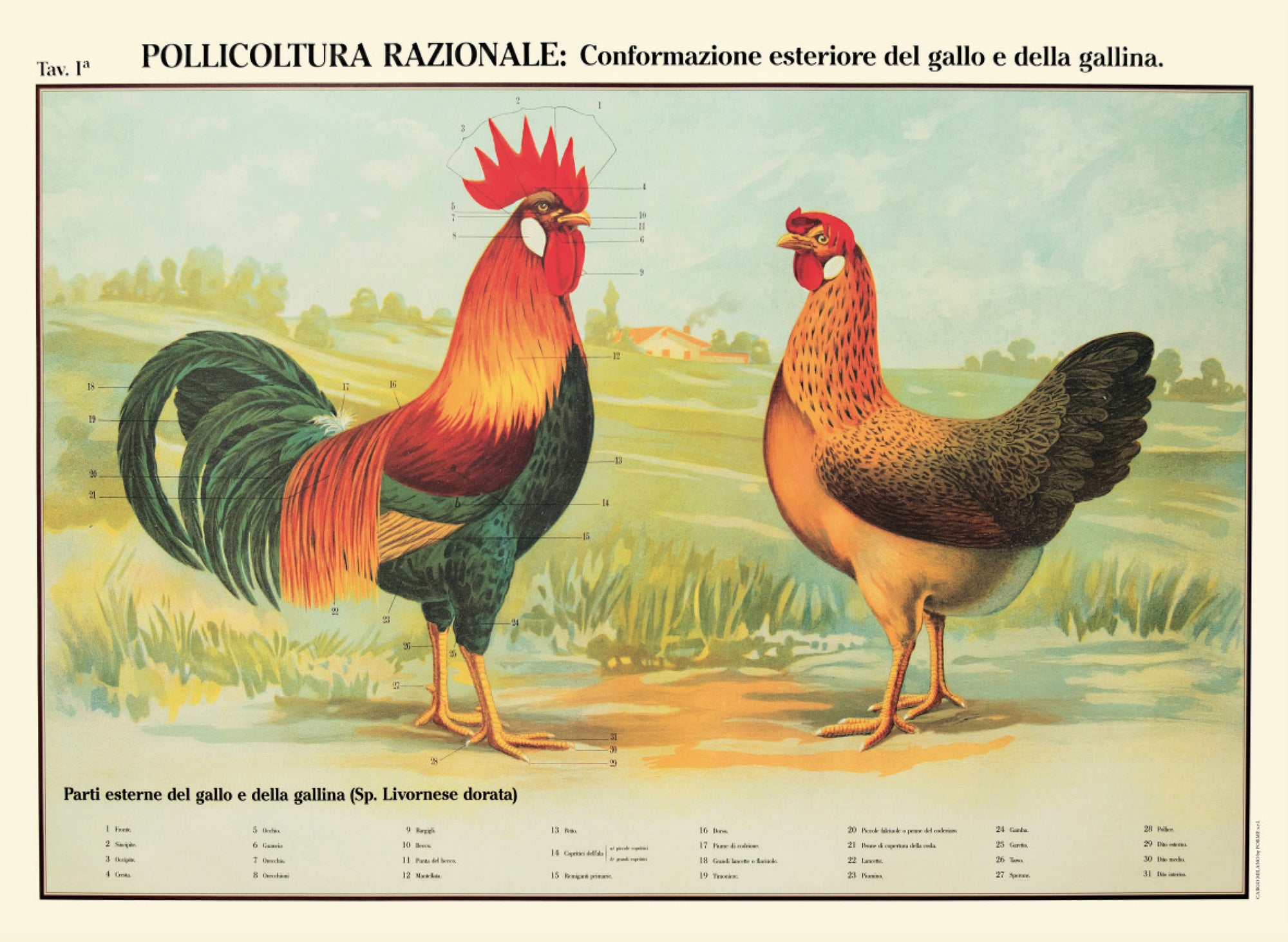 Manifesto Vintage - Pollicoltura razionale - That's Italia